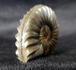 Pleuroceras spinatum (BRUGUIRE 1789) - Bild © FossNet FossilienStore